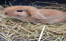 Mini Lop rabbits for sale: Beautiful Mini lop - Image 2