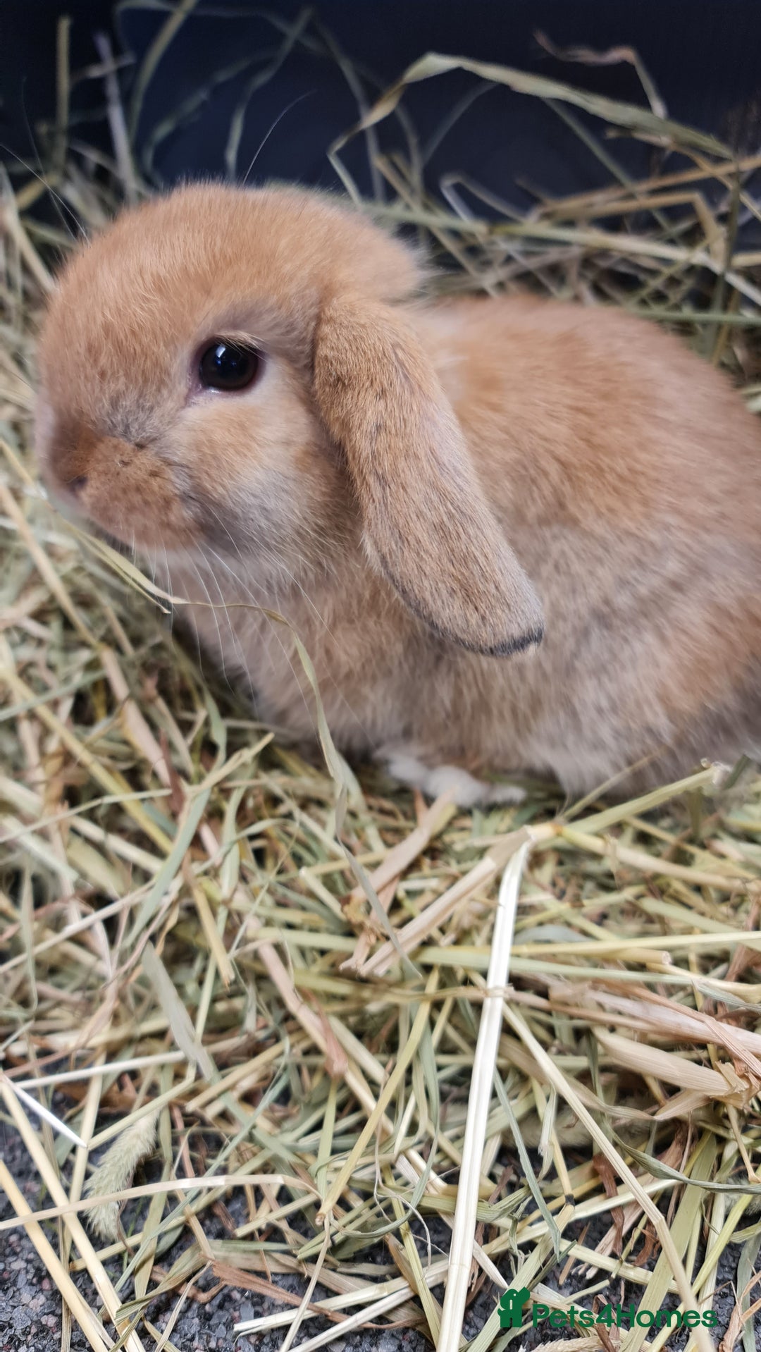 Mini Lop rabbits for sale: Beautiful Mini lop - Image 2