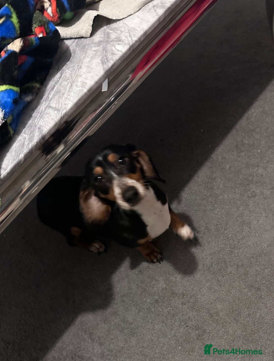 Dachshund dogs for sale: Boy dashund  - Advert 1