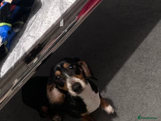 Dachshund dogs Boy dashund - Advert 1