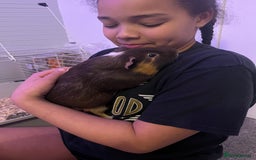 Guinea Pig rodents for sale: 2 male guinea pigs  - Image 3