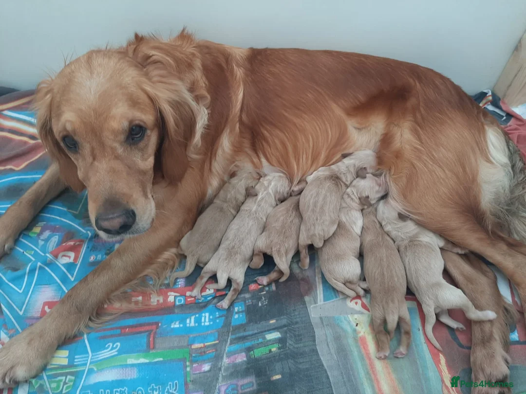 Golden Retriever dogs for stud: exceptional PROVEN dog available for stud  in Northwich - Advert 3