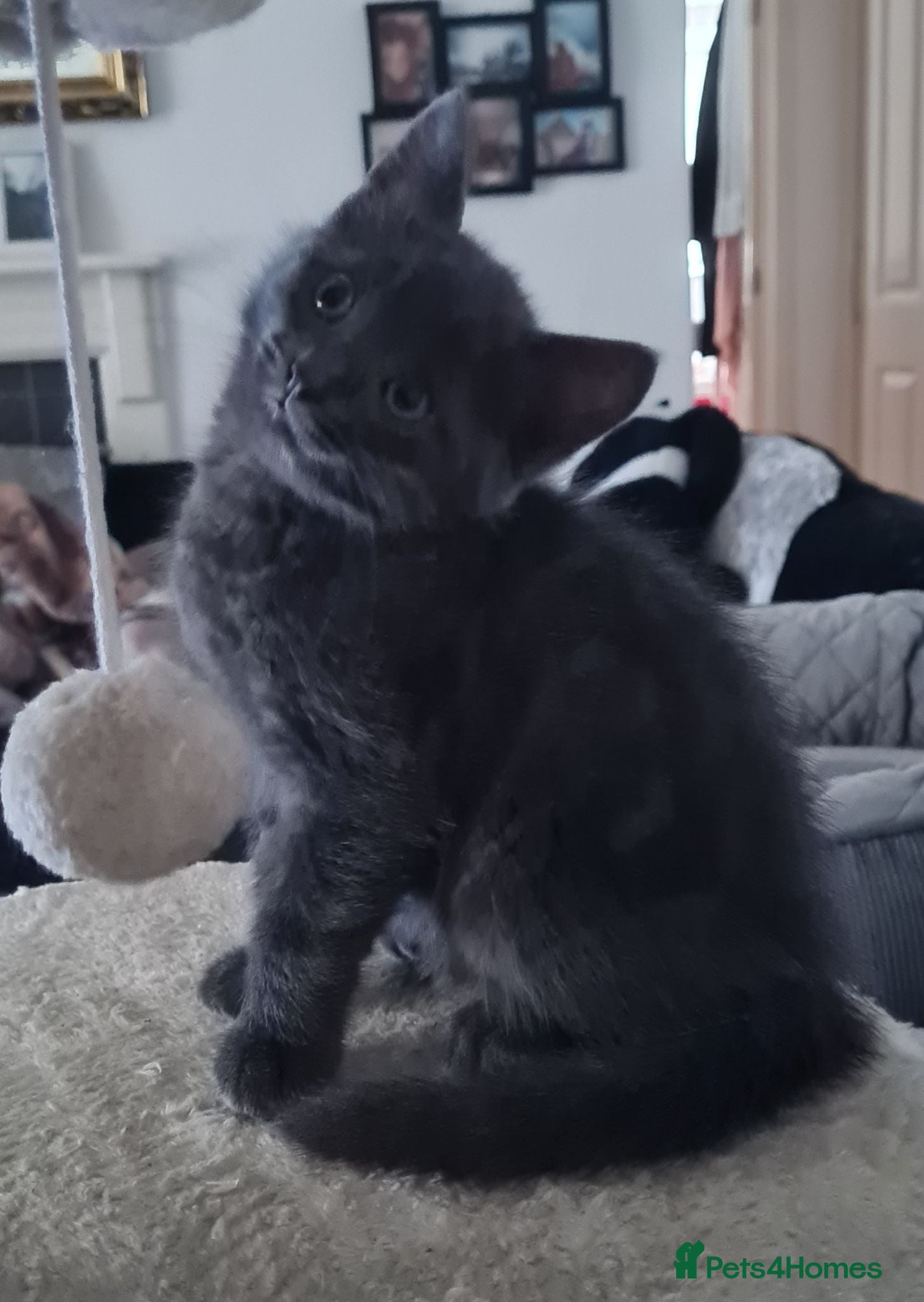 Mixed Breed cats 2 cute kittens (male) - Advert 1