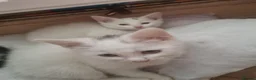 Mixed Breed cats for sale: 3 white ragdoll cross kittens for sale! - Advert 7