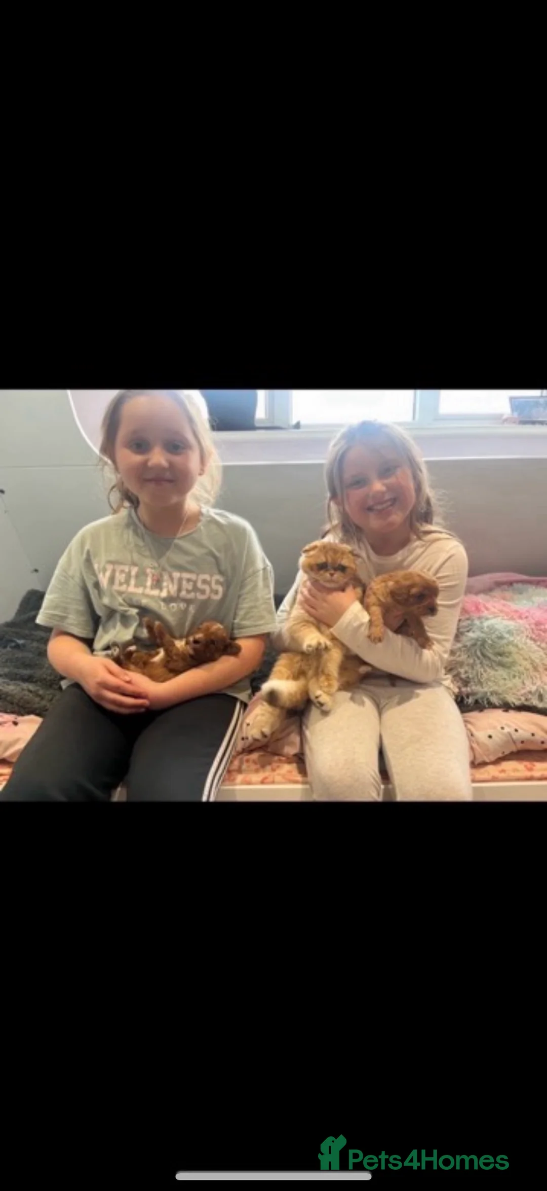 Cavapoo dogs for sale: Beautiful F1 Red Cavapoos- Health Tested - Advert 12