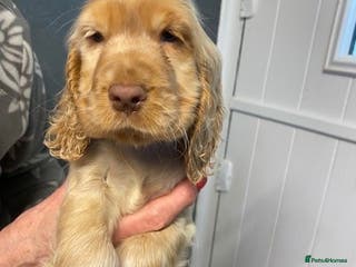 Cocker Spaniel dogs Cocker Spaniel Puppies For Sale - Advert 14