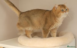 British Shorthair cats for sale: Top quality Champion Gccf british shorthair - Image 22
