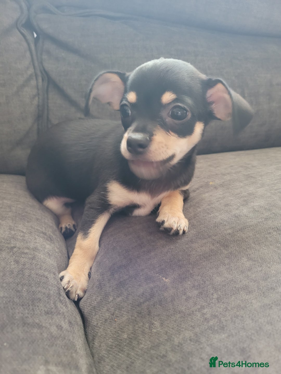 Chihuahua dogs for sale: Ready now - Advert 13