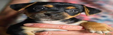 Jack Russell 3