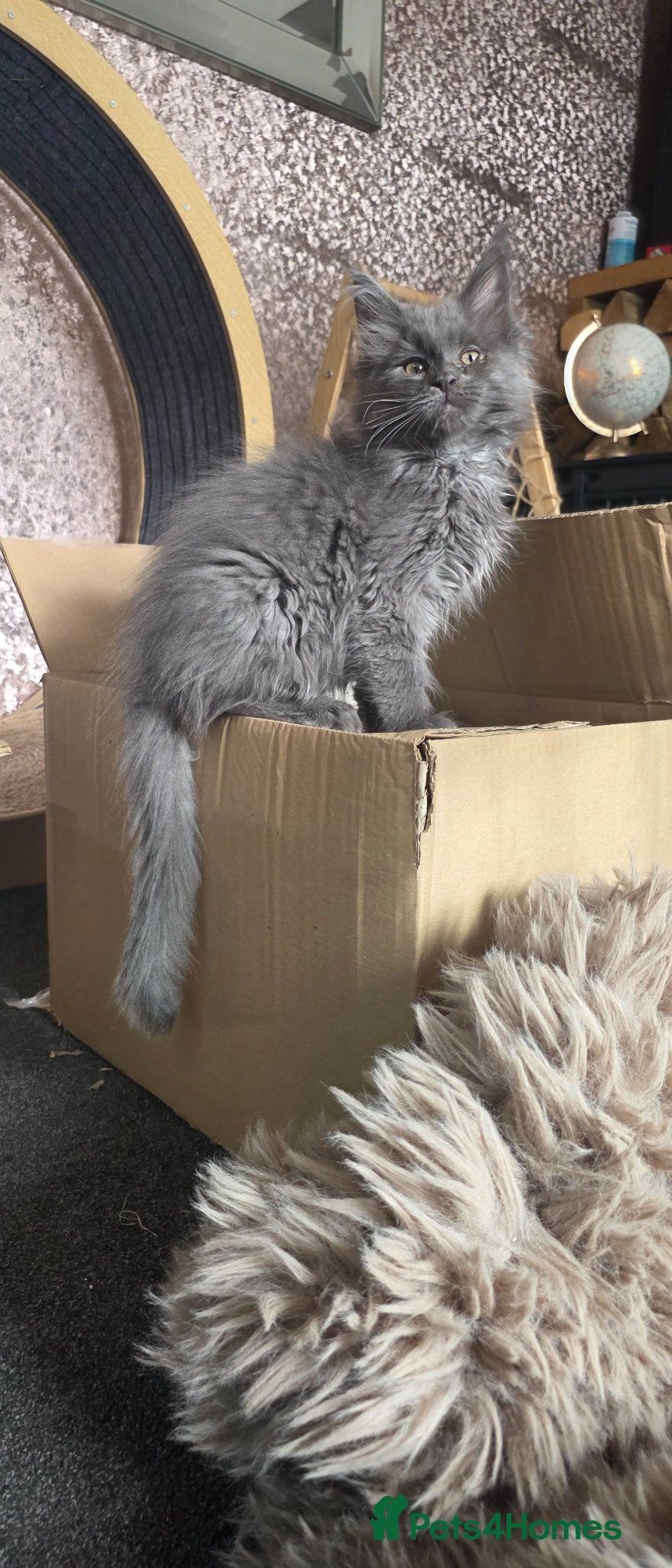 Maine Coon cats Full pedigree, Russian lines Xl Maine Coon - Advert 2