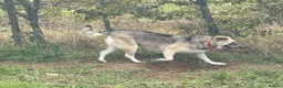 Mixed Breed dogs for adoption: Cindy - Norwich Norfolk  in Norwich - Advert 9