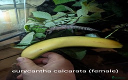 Stick Insects invertebrates for sale: Stick and leaf insect eggs - Image 6