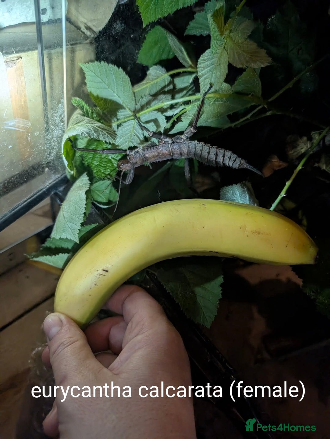 Stick Insects invertebrates for sale: Stick and leaf insect eggs - Image 6