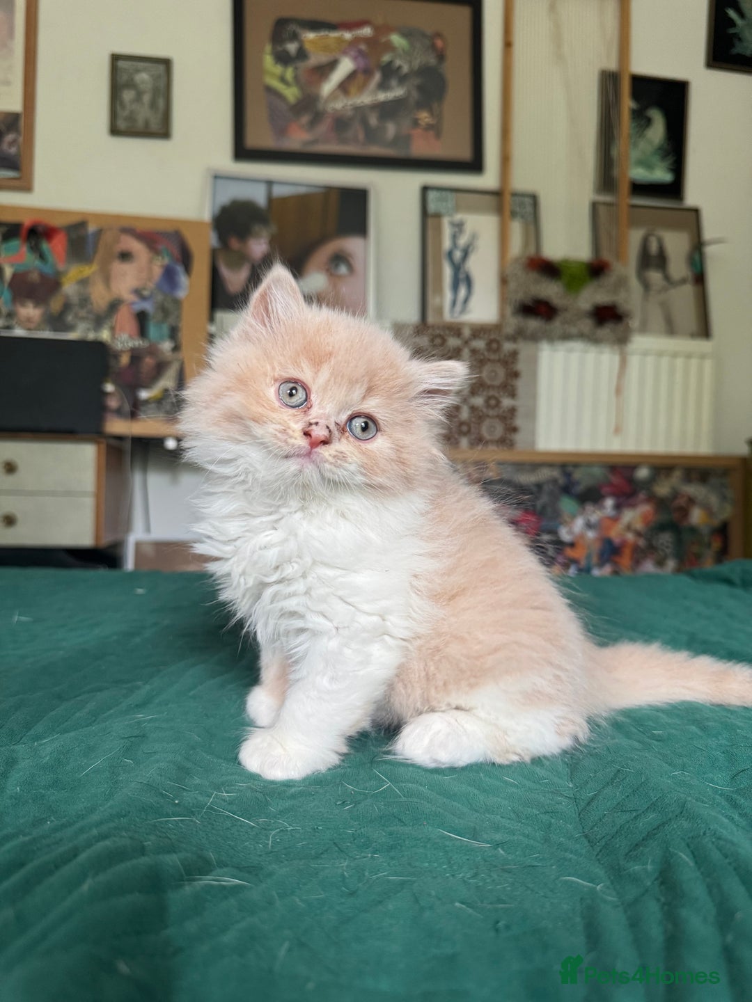 British Shorthair cats for sale: Beautiful litter of British short hair kittens - Image 12