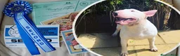 English Bull Terrier dogs for stud: Proven Quality Stud KC (Crufts qualifier) Dorset - Advert 8