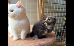 British Shorthair cats for sale: British Shorthair kittens - Image 14