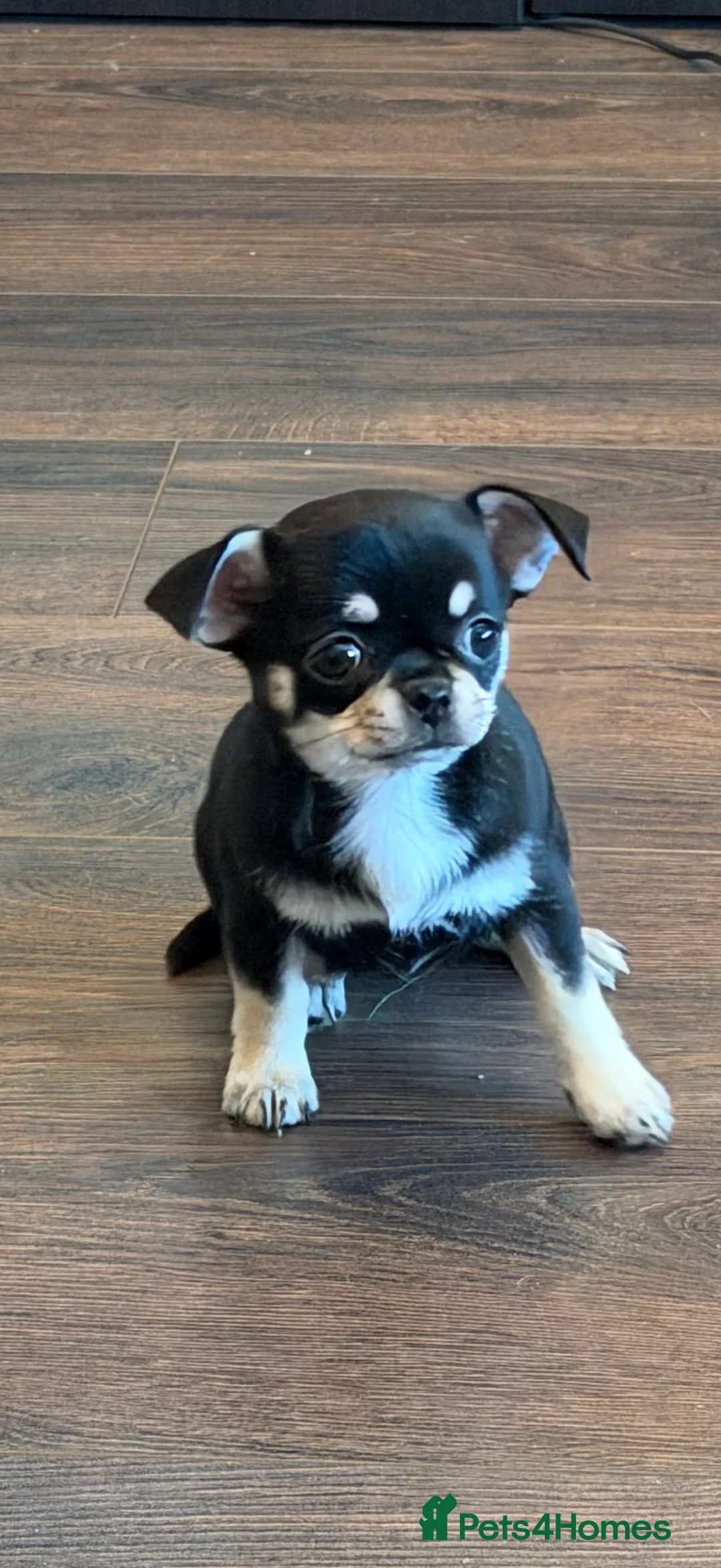 Chihuahua dogs for sale: Beautiful female tri coloured chihuahua  - Advert 5