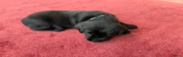 Labrador Retriever dogs for sale: Exceptional KC Reg Black Labs. Born 25 July.  in South Molton - Advert 10