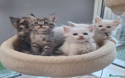 Maine Coon cats for sale: Mainecoon kittens some Polydactyl  - Image 1