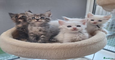 Maine Coon cats - Advert 6