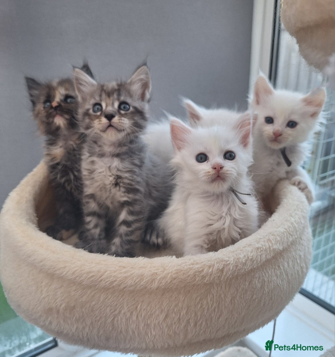Maine Coon cats for sale: Mainecoon kittens some Polydactyl  - Image 1