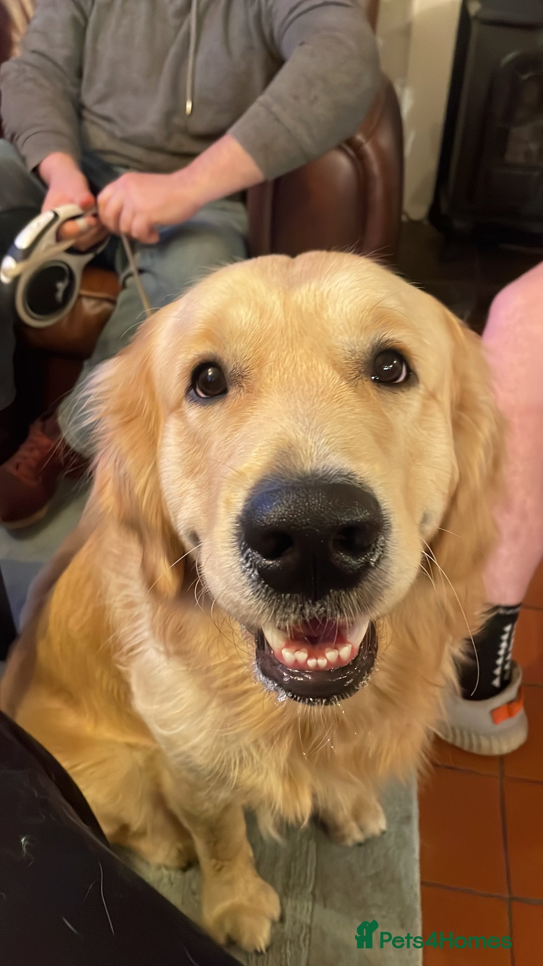 Golden Retriever dogs for stud: Proven Gorgeous Stud Dog - Image 11