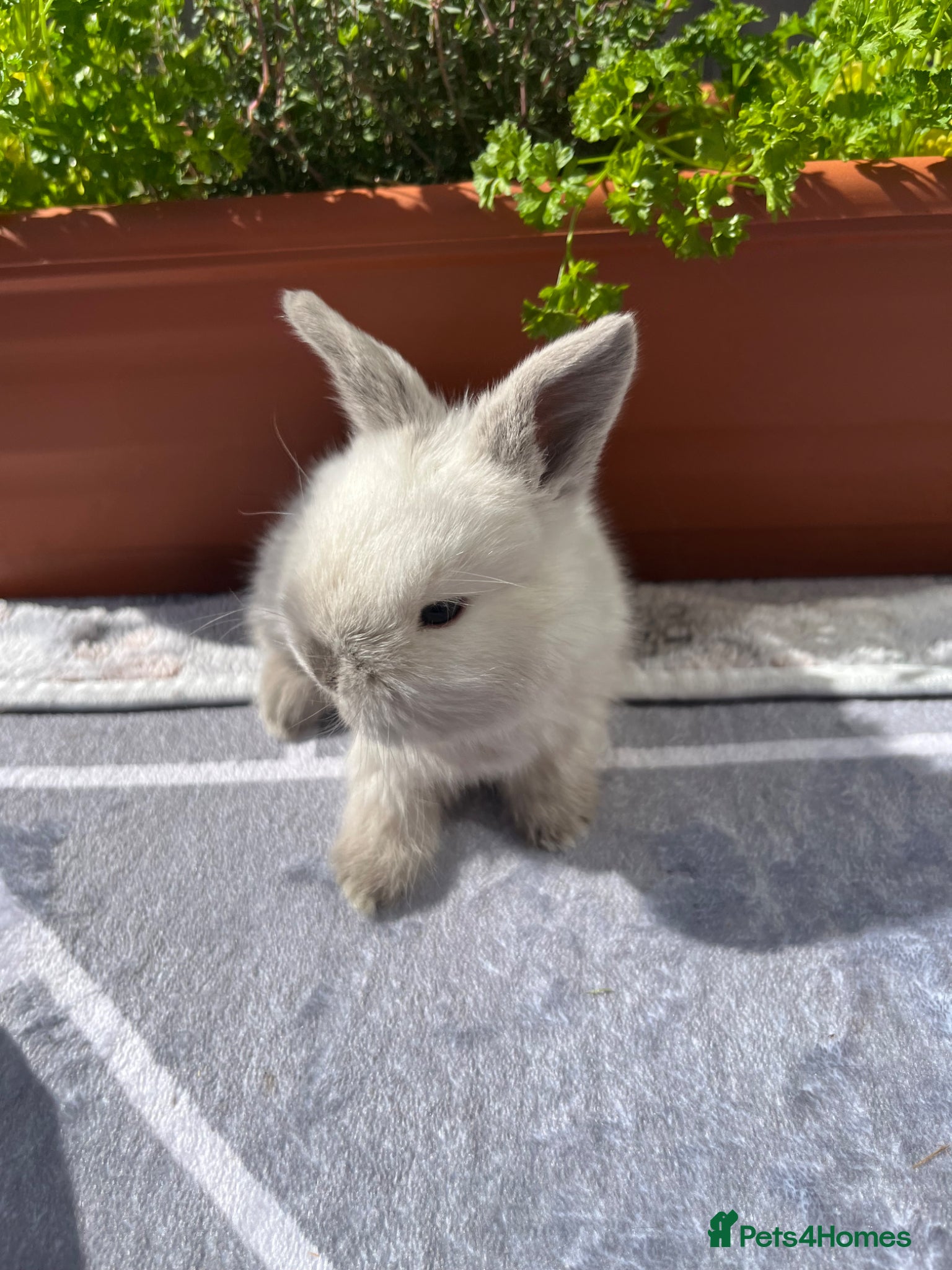 Mini Lop rabbits Pure bred Mini lops - Advert 10