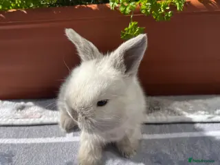 Mini Lop rabbits Pure bred Mini lops - Advert 10
