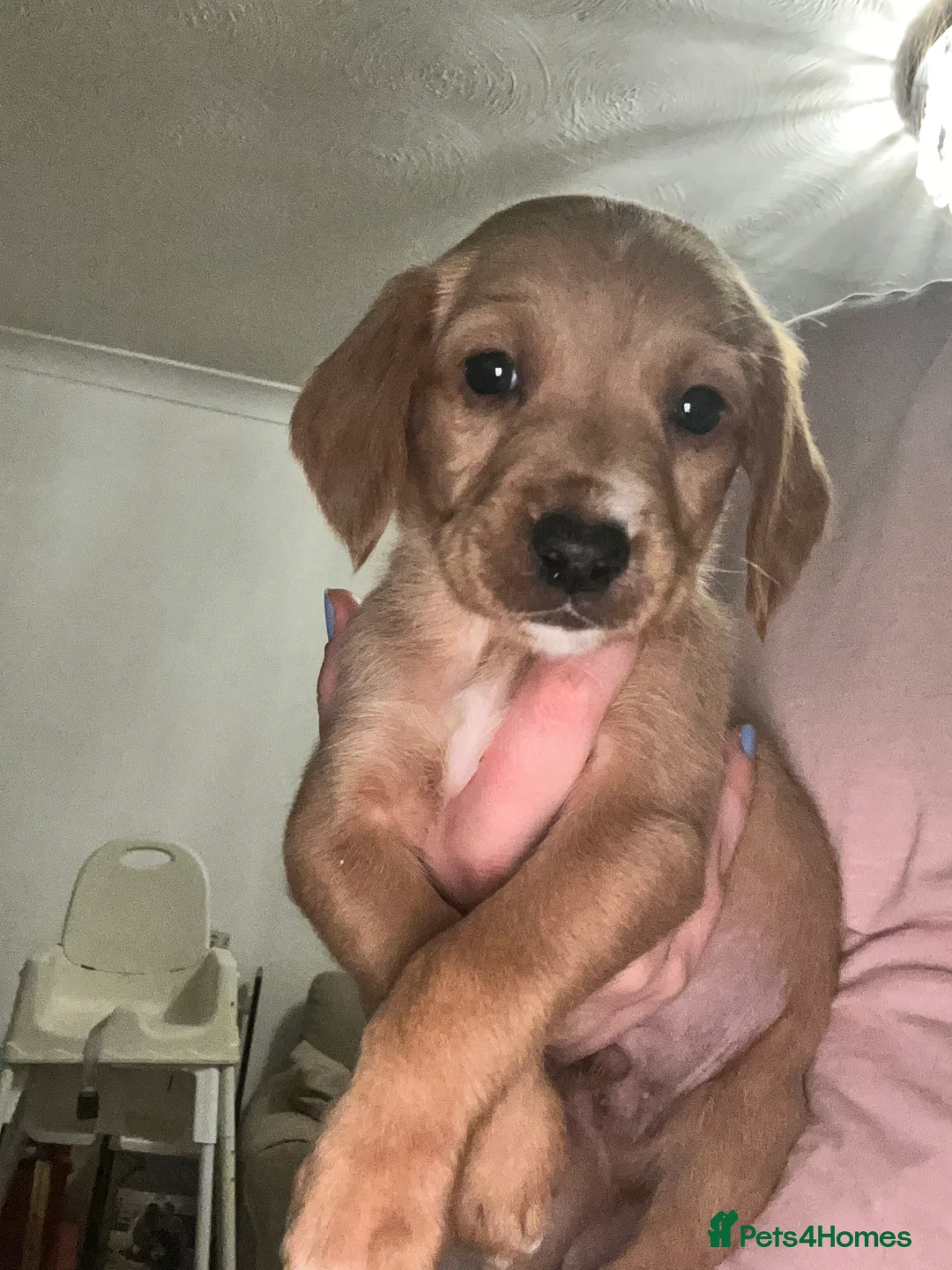Cockerdor dogs for sale: 8 Beautiful Cockerdor puppies  - Advert 2