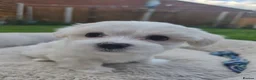 Maltese dogs for sale: Adorable Maltese Puppies Looking for Forever Homes - Advert 8