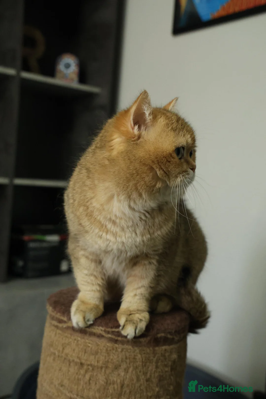 British Shorthair cats for stud: British shorthair Gold Ny12 in Nottingham - Advert 10