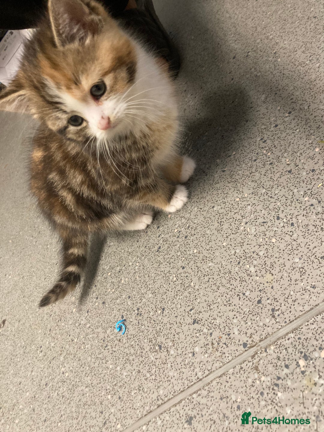 American Shorthair cats for sale: Stunning 8 week old girl American shorthair kitten - Advert 4