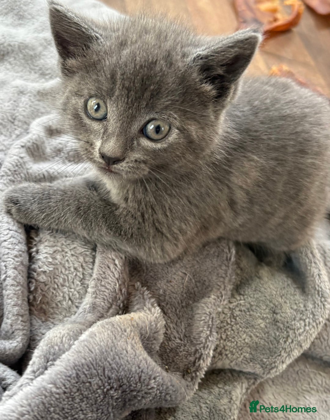 Mixed Breed cats for sale: 6 very fluffy grey kittens - Image 10