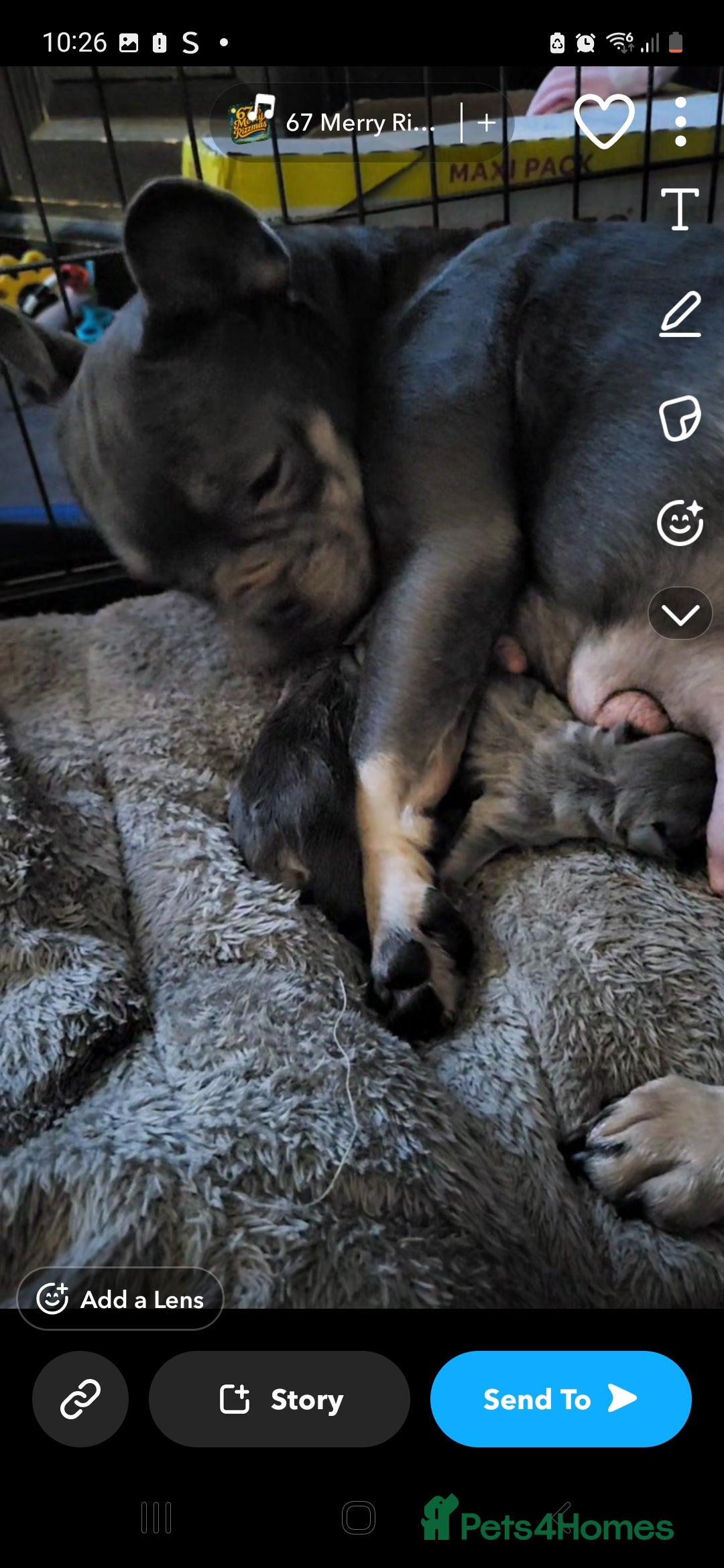 French Bulldog dogs for sale: Frenchie pups  - Advert 1