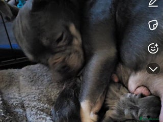 French Bulldog dogs Frenchie pups - Advert 1