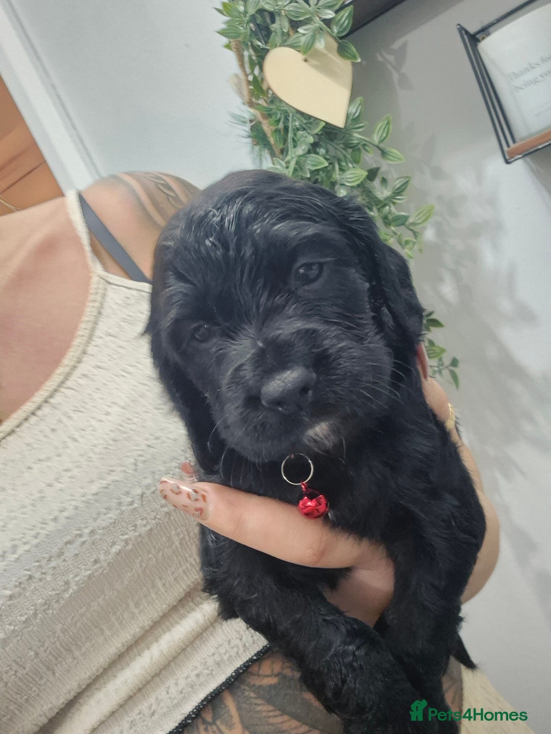 Cocker Spaniel dogs for sale: Working cocker pups - Advert 14