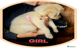 Golden Retriever dogs for sale: Golden retriever puppies KC REGISTERED  - Image 9