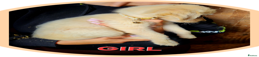 Golden Retriever Puppy 8