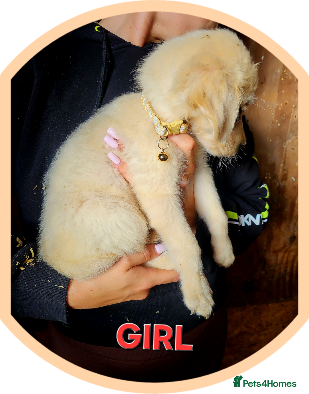 Golden Retriever dogs for sale: Golden retriever puppies KC REGISTERED  - Image 9