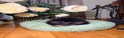 Pomeranian dogs for sale: BLACK & TAN GIRL and BOY - Advert 18