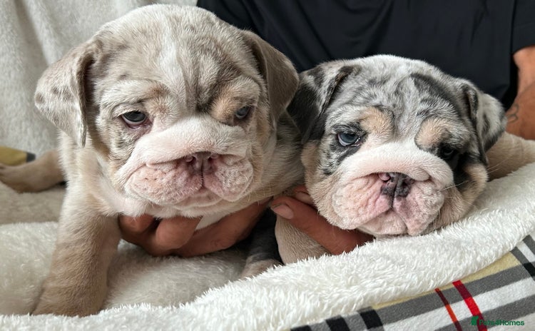 English Bulldog dogs in South Ockendon - Advert 1
