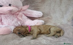 Cavapoo dogs for sale: Beautiful F1 Cavapoo puppies - Image 2