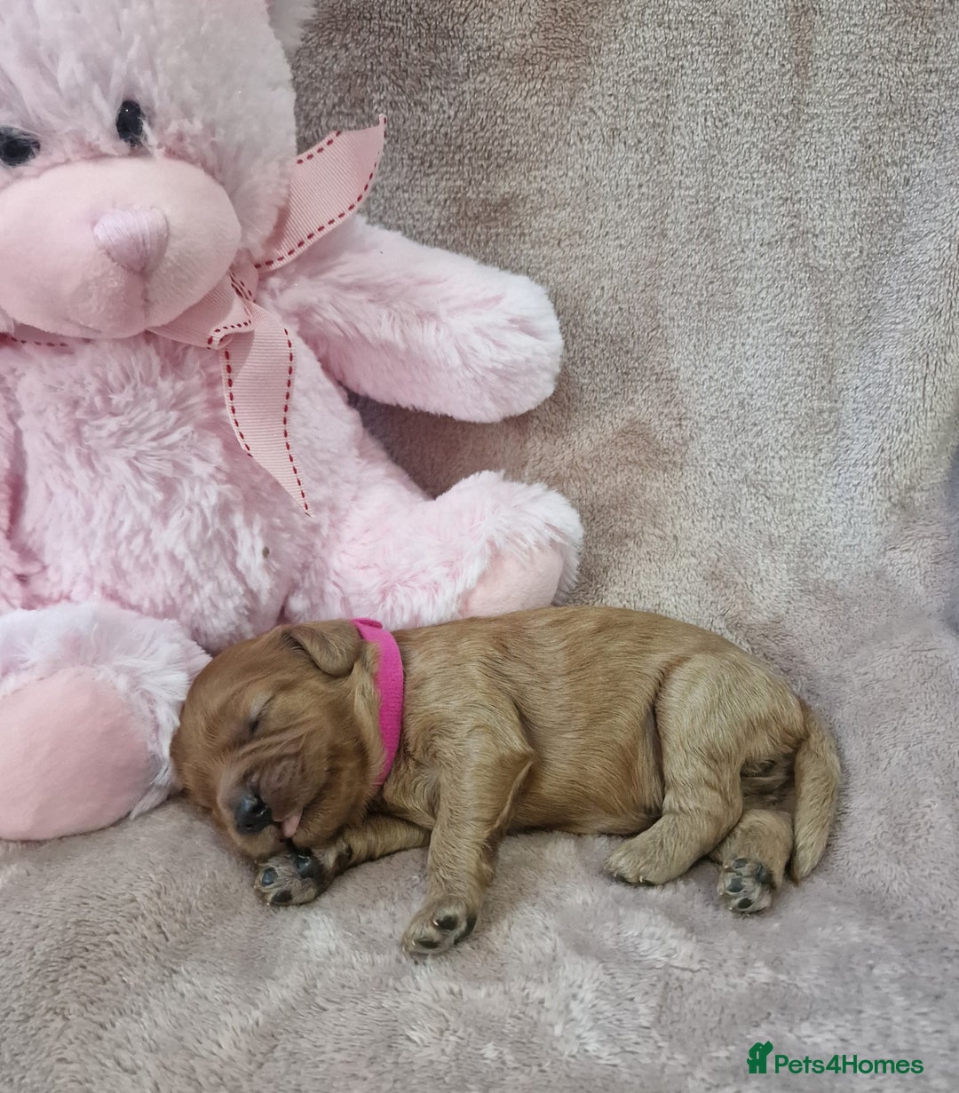 Cavapoo dogs for sale: Beautiful F1 Cavapoo puppies - Image 2