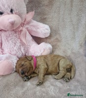 Cavapoo dogs - Advert 4