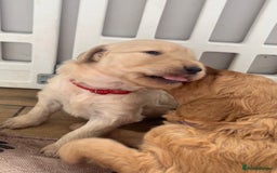 Mixed Breed dogs for sale: Multi generational goldendoodle puppies - Image 5