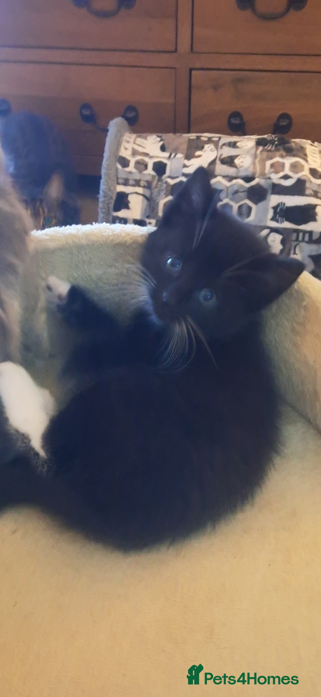 Mixed Breed cats for sale: 3 BEAUTIFUL KITTENS 😸 AVAILABLE  - Advert 33