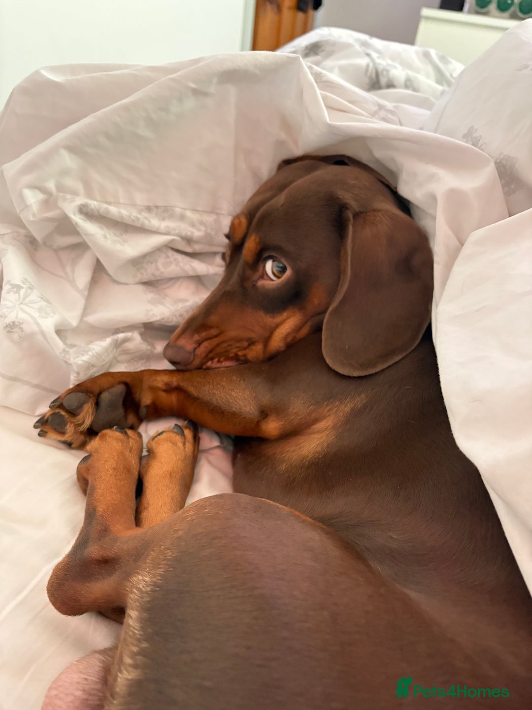Mixed Breed dogs for stud: Meet Wilbur – Our 1/1 Cocker Spaniel x Dachshund - Image 9