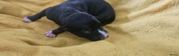 Whippet dogs for sale: KC HEALTH AND HEART TESTED WHIPPETS - Advert 15