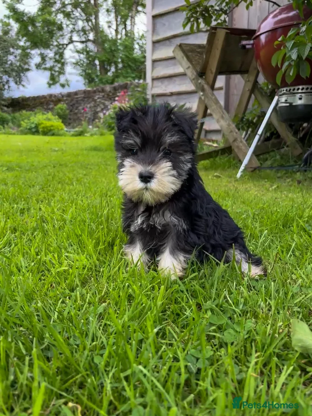 Miniature Schnauzer dogs for sale: Stunning K.C.reg  miniature Schnauzer puppies  - Advert 1