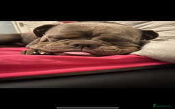 Dorset Olde Tyme Bulldogge dogs for stud: Rolo  - Image 5